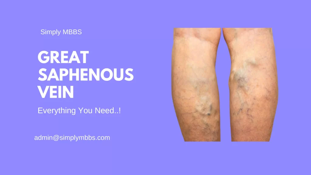 Great Saphenous Vein