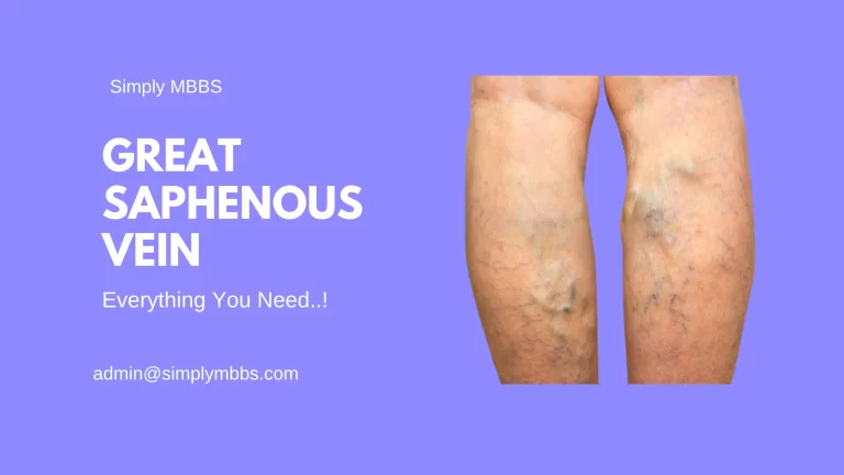 Great Saphenous Vein