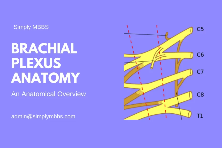 Brachial Plexus Anatomy