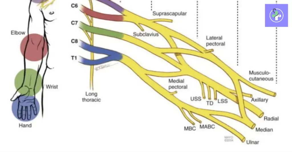 brachial plexus anatomy