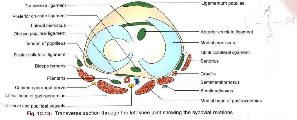 Relations of the knee joint