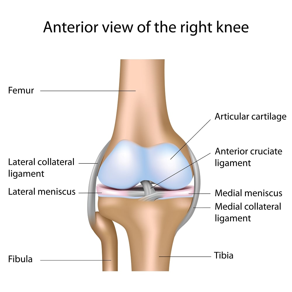 Ligaments of the Knee Joint