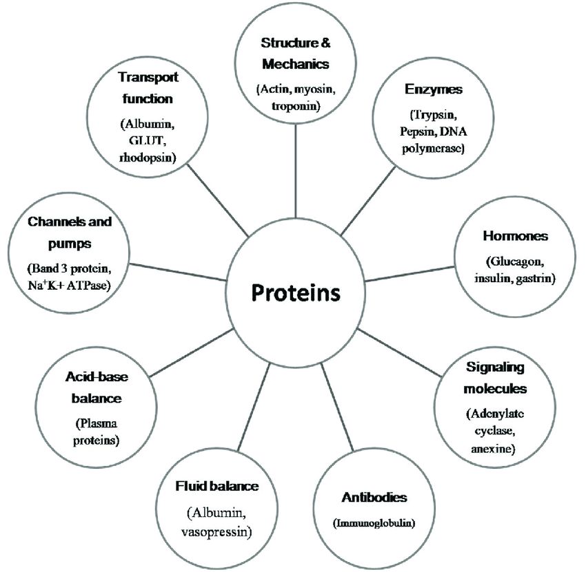 The Importance of Plasma Proteins in Our Lives