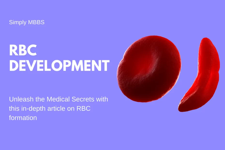 RBC development