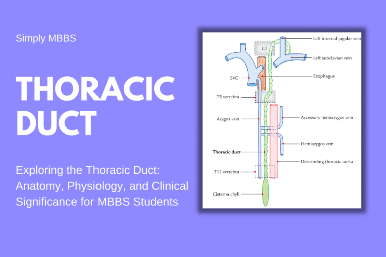 Thoracic duct
