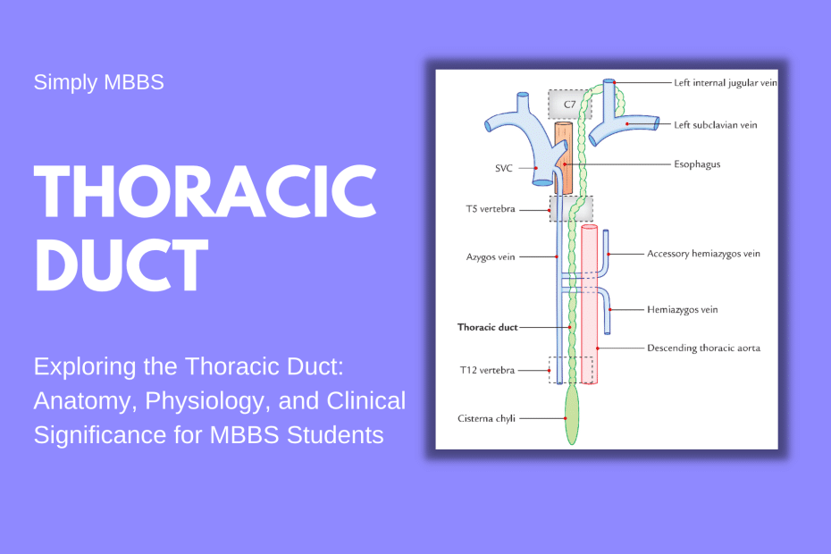 Thoracic duct