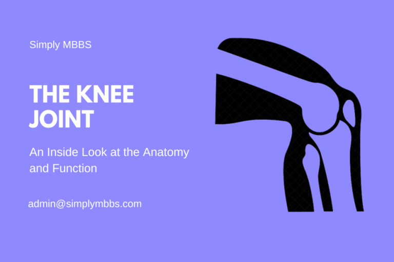 Knee Joint Anatomy