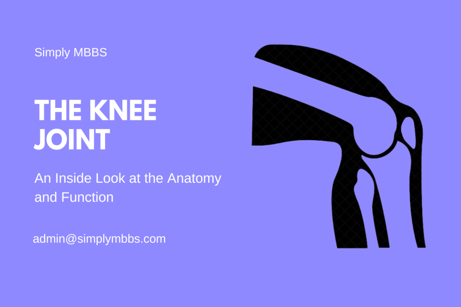 Knee Joint Anatomy