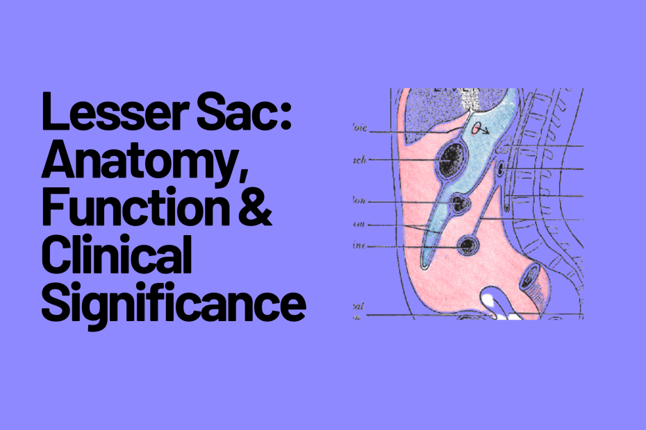 Lesser Sac Anatomy