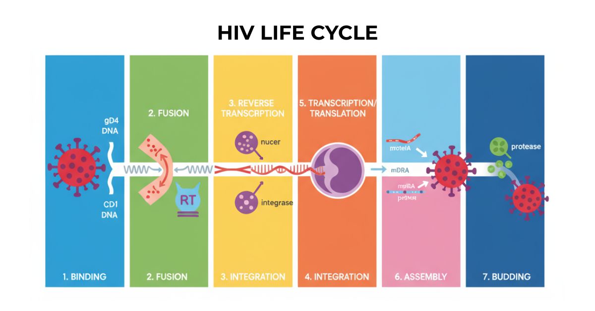 HIV-LIFE-CYCLE